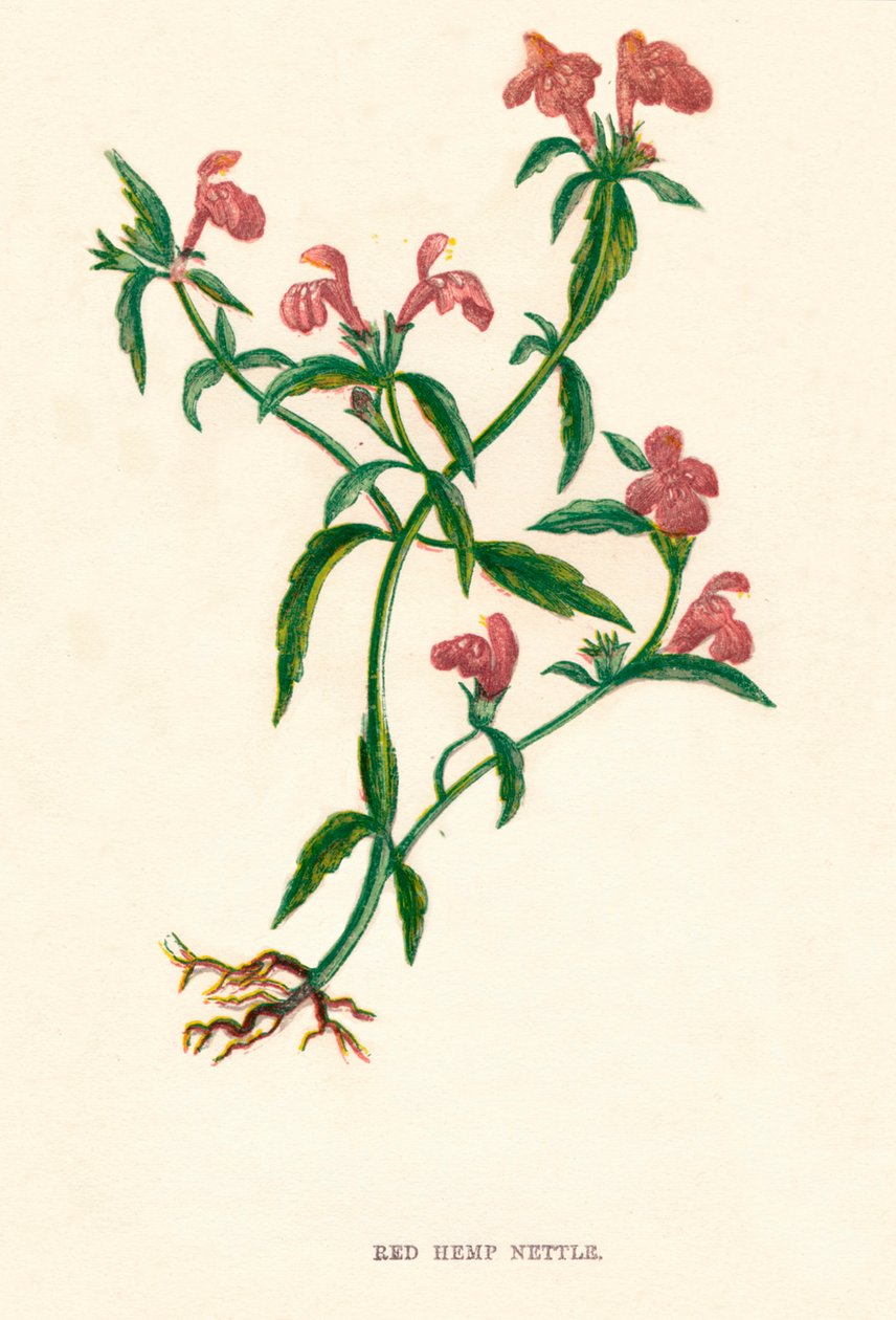 Červená konopná kopřiva, c1891, 1891 od Anne Pratt