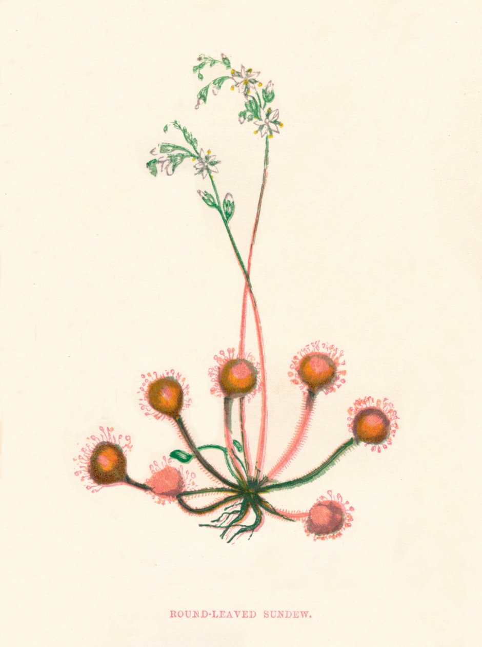 Rosnatka okrouhlolistá, c1891, 1891 od Anne Pratt