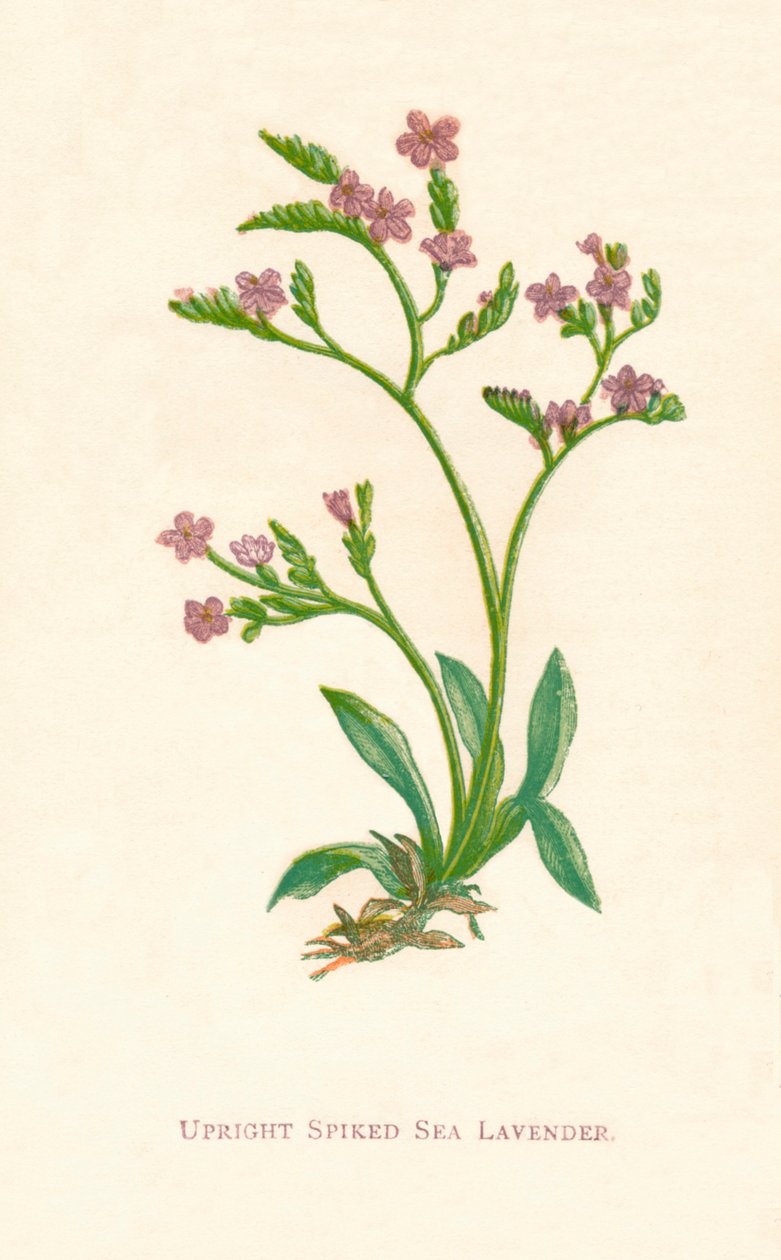 Vzpřímená mořská levandule, c1891, 1891 od Anne Pratt