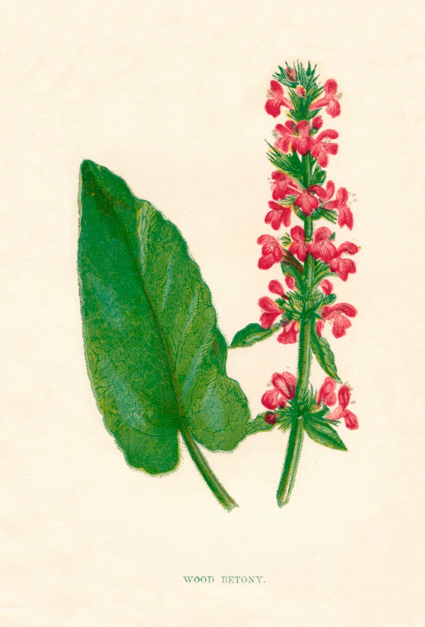 Wood Betony, c1891, 1891 od Anne Pratt