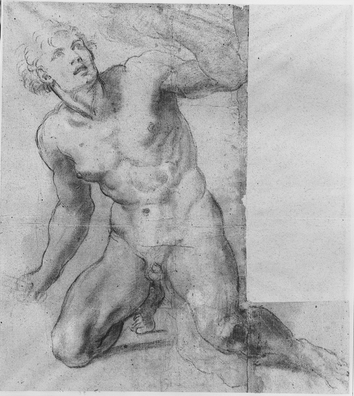 Studium pro Phineas - Farnese Gallery od Annibale Carracci