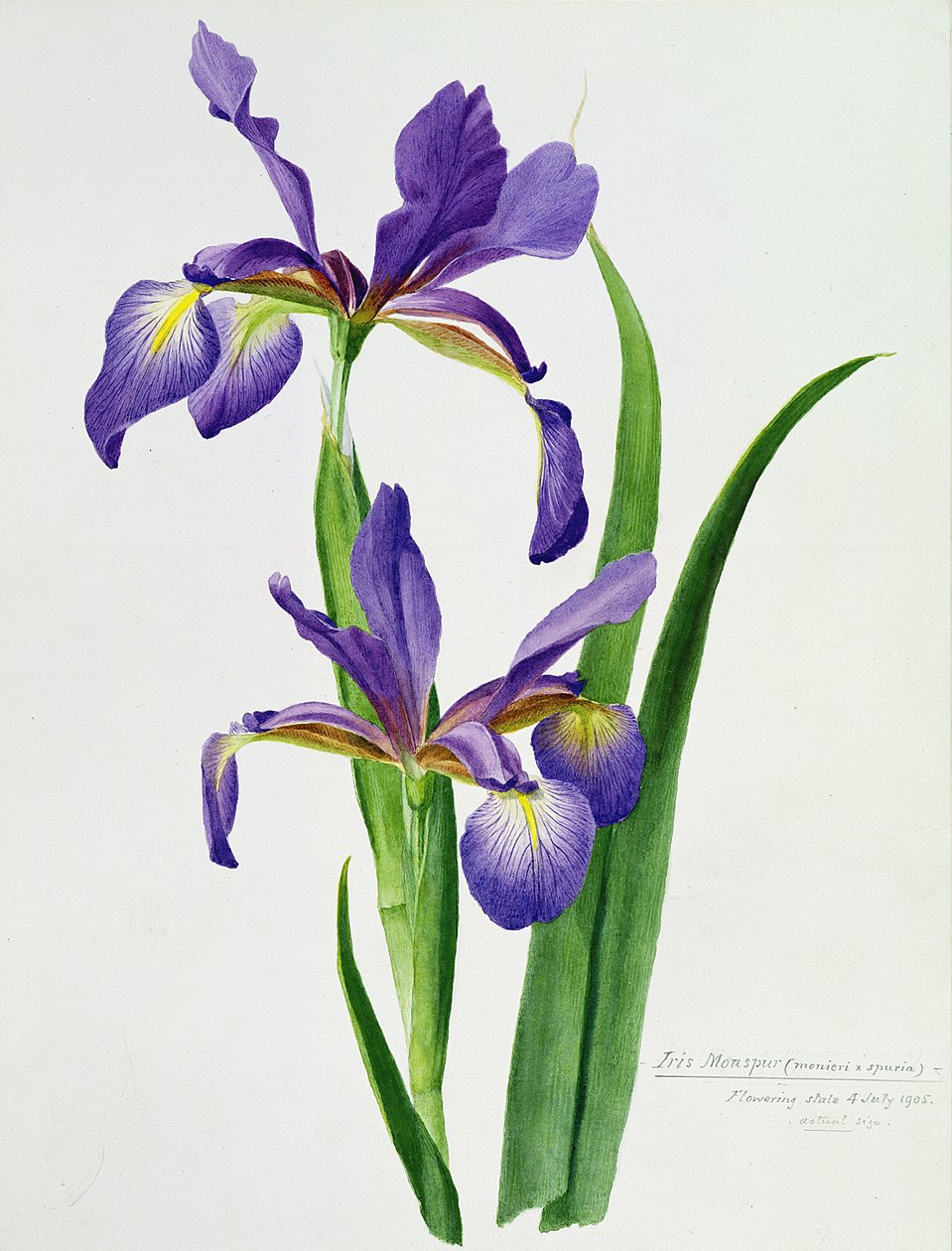 Iris monspur (akvarel) od Unbekannt Unbekannt