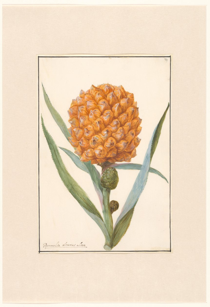 Ananas nahoru, prosím od Anonymous