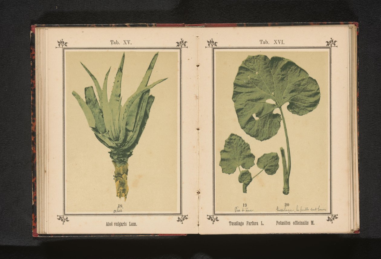List podbělu a list mateřídoušky Tussilago Farfara L. Petasites officinalis M. (název na objektu) od Anonymous