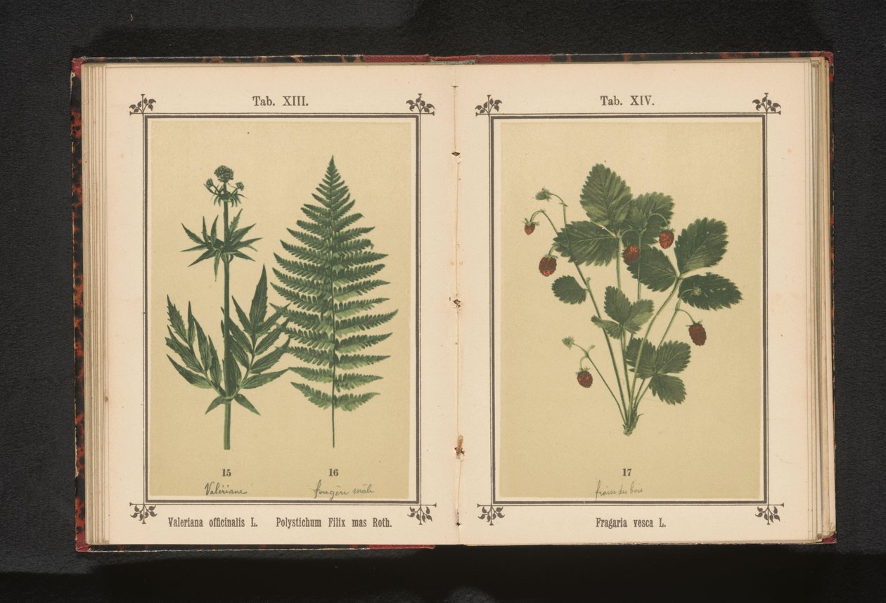 Pravý kozlík lékařský a větev samčí kapradiny Valeriana officinalis L. Polystichum Filix mas Roth (název na objektu) od Anonymous