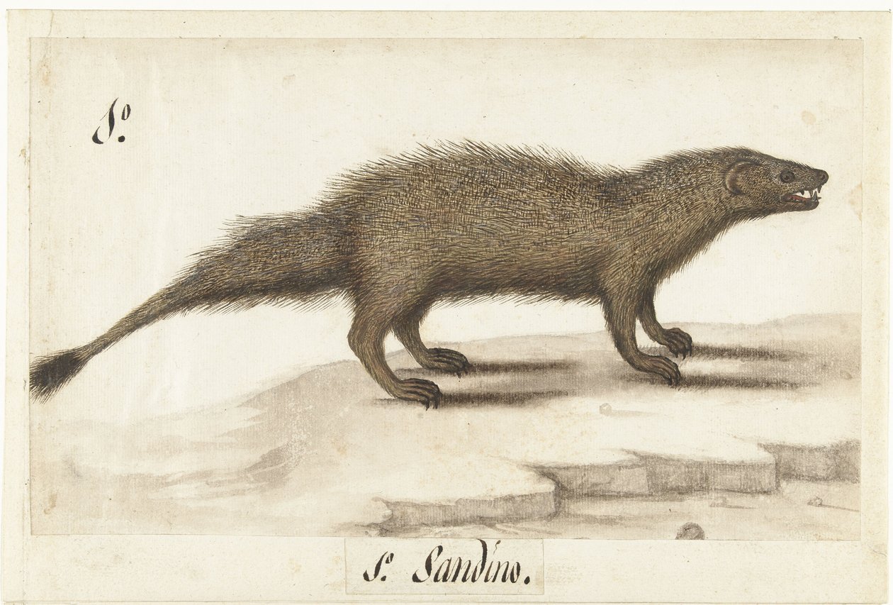 Egyptský ichneumon Herpestes ichneumon / Sandino / Mongoose egyptská (název na objektu) Lombardské album (název série) od Anonymous
