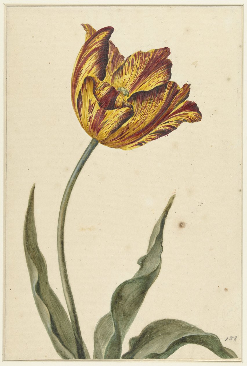 Žluto-oranžovo-červený tulipán od Anonymous