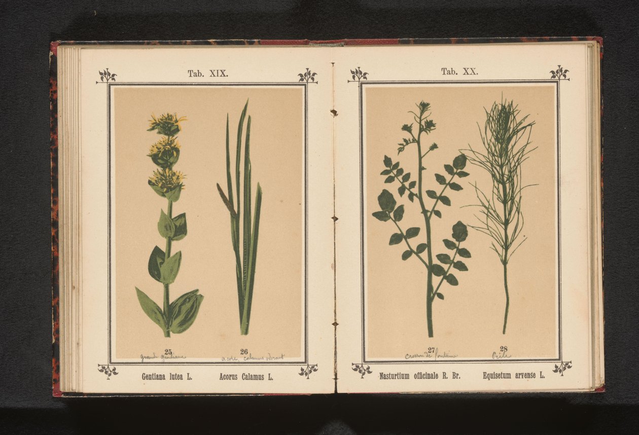 Gel z hořce v kalmoes Gentiana lutea L. Acorus Calamus L. (název na objektu) od Anonymous