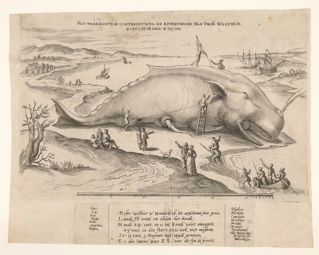 Plážová velryba poblíž Antverp, 1577 Waerachtich conterfeytsel a velikost této[n] velryby, ghevanghe[n] den 2. července 1577 (název na předmětu) od Anonymous