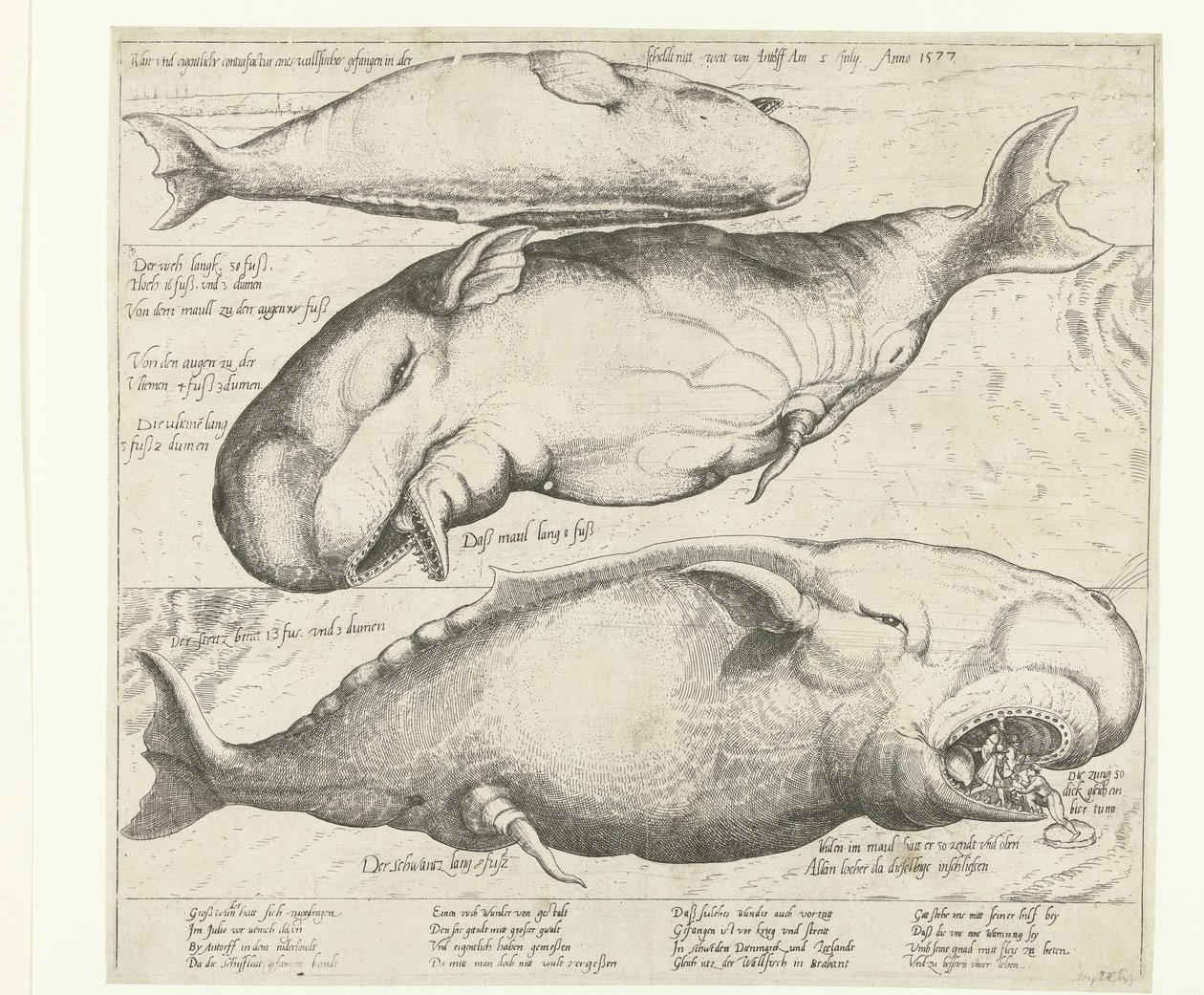 Plážová velryba poblíž Antverp, 1577 True ung eigentliche contrafactur eines wallfisches gefangen in der scheldt nitt weit von Antorff Am 2 July. Anno 1577 (název na objektu) od Anonymous