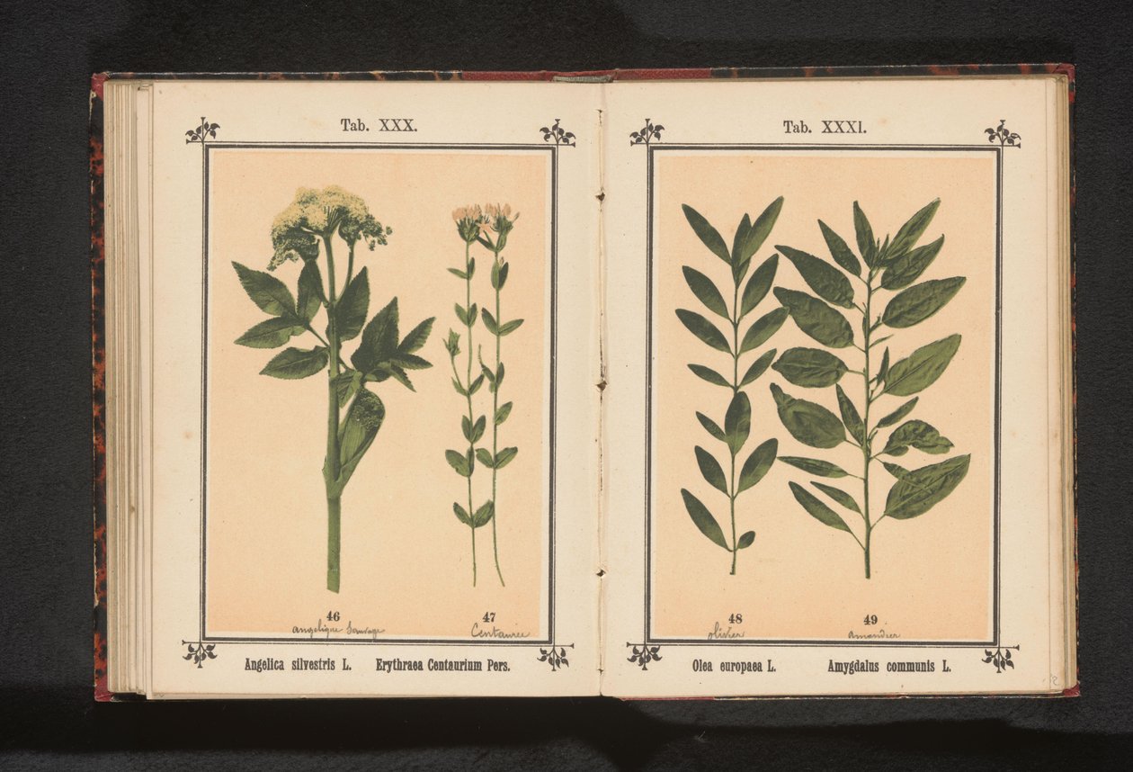 Andělika obecná a skutečný centaury Angelica silvestris L. Erythraea Centaurium Pers (název na objektu) od Anonymous