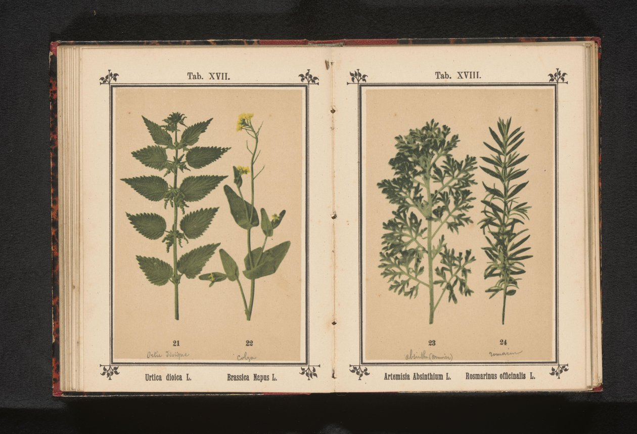 Kopřiva dvoudomá a řepka Urtica dioica L. Brassica Napus L. (název na objektu) od Anonymous