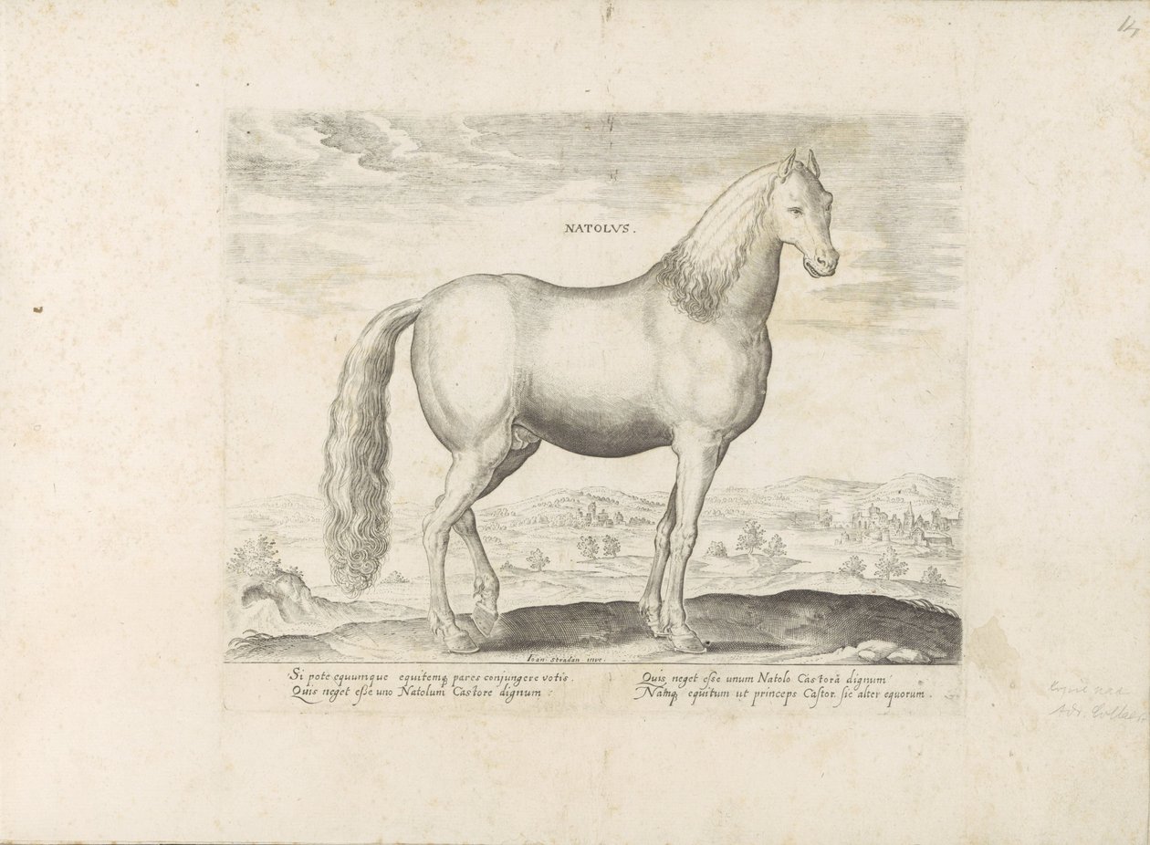 Hengst uit Anatolië Born (název na objektu) Paardenrassen uit de Koninklijke stallen van Don Juan van Oostenrijk (název série) Kůň, ve kterém se vybírají všechny druhy šlechticů: chování koní rozlišených z různých částí světa (...) (název série na o od Anonymous