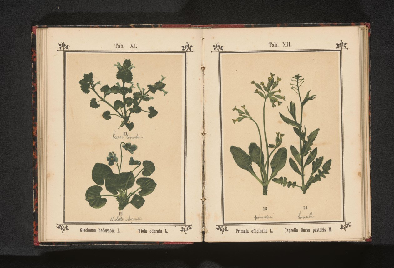 Psí klus a březnová fialka Glechoma hederacea L. Viola odorata L. (název na objektu) od Anonymous