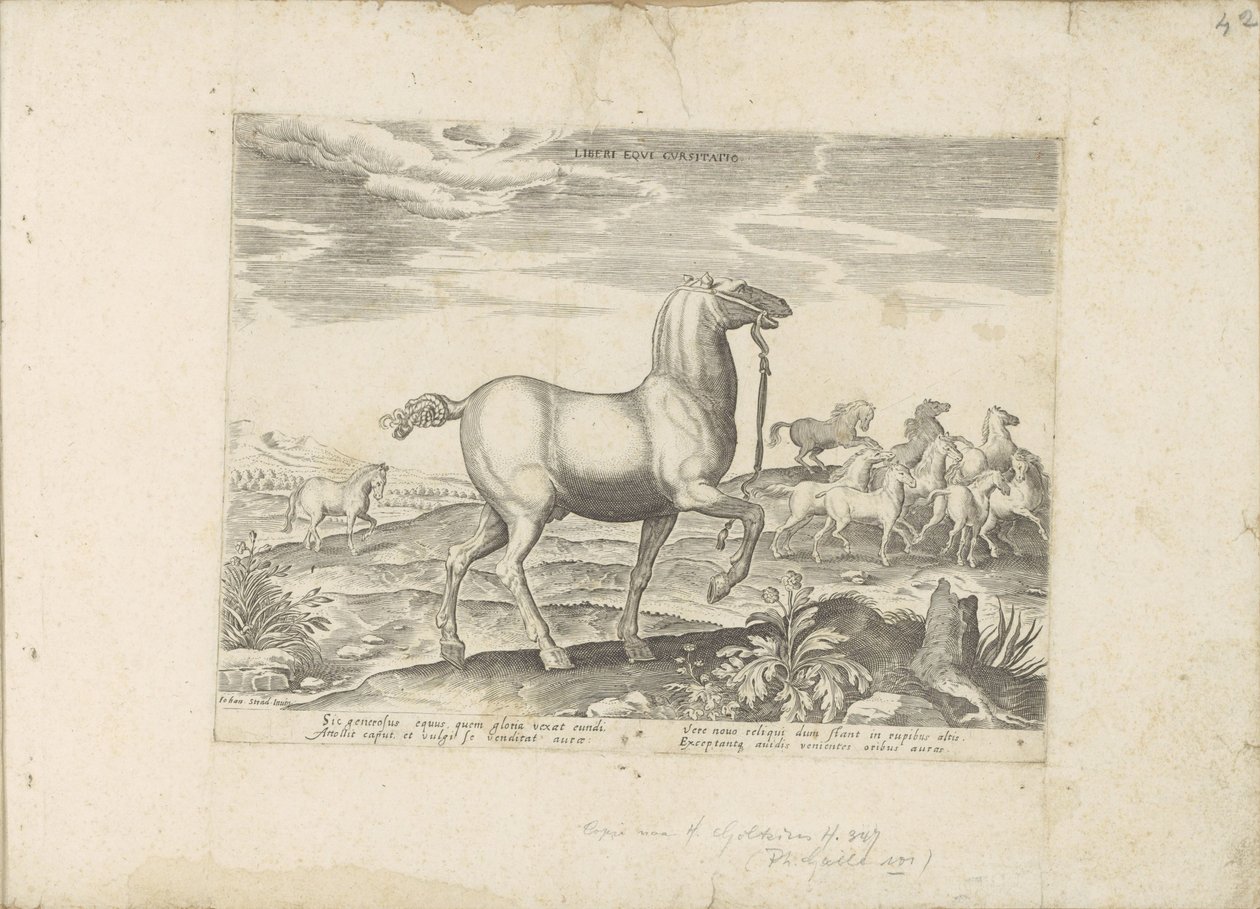 Kudde wilde paarden Dětské koňské dostihy (název na předmětu) Paardenrassen uit de Koninklijke stallen van Don Juan van Oostenrijk (název série) Kůň, ve kterém jsou všechny druhy šlechticů: vybraní z různých částí světa, kteří se vyznačují chováním koní (. od Anonymous