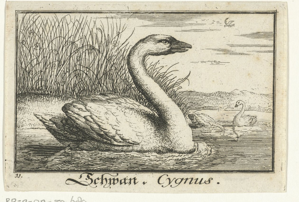 Krajina s labutí Schwan, Cygnus. (název na objektu) od Anonymous
