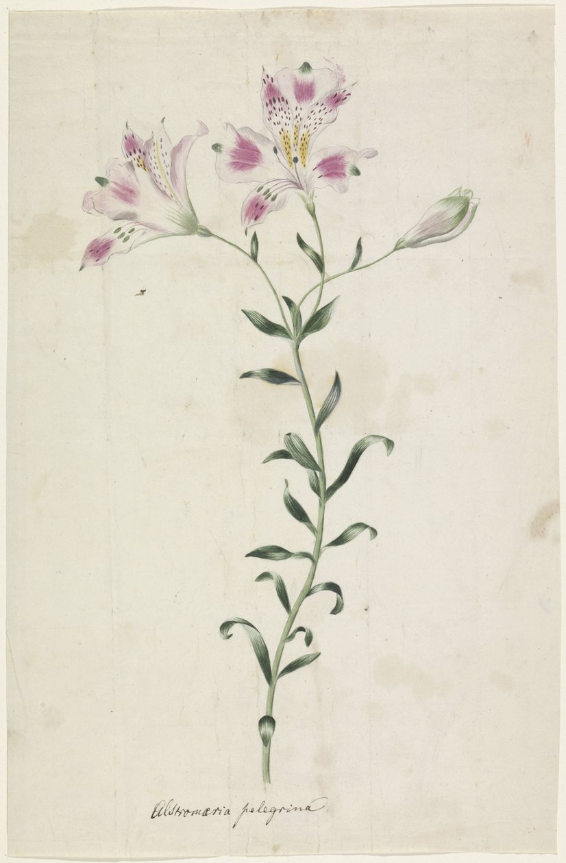 Leslie (Alstroemeria Pellegrina) od Anonymous