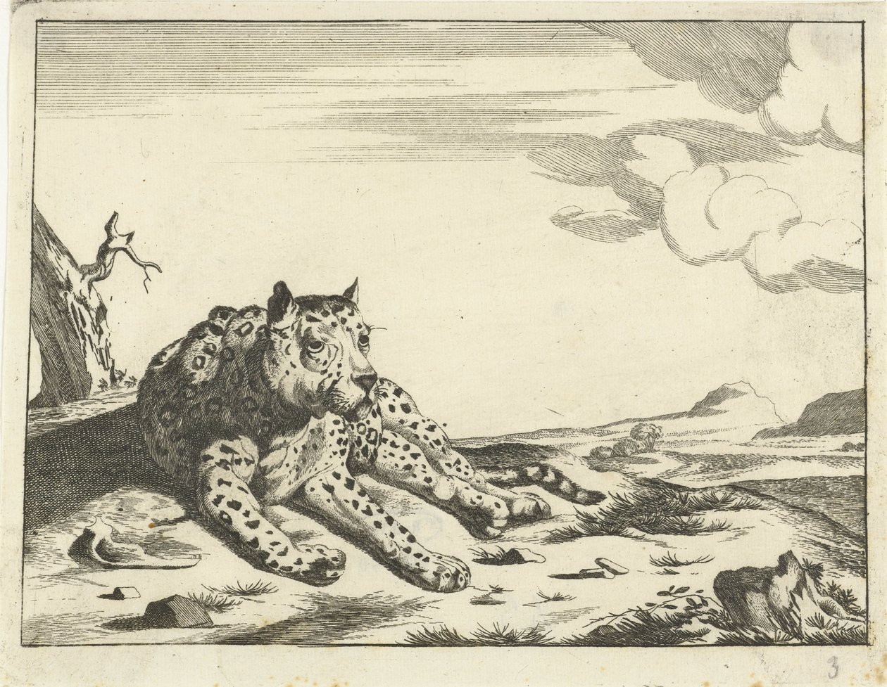 Leopard při pohledu zepředu, nohy vpravo od Anonymous