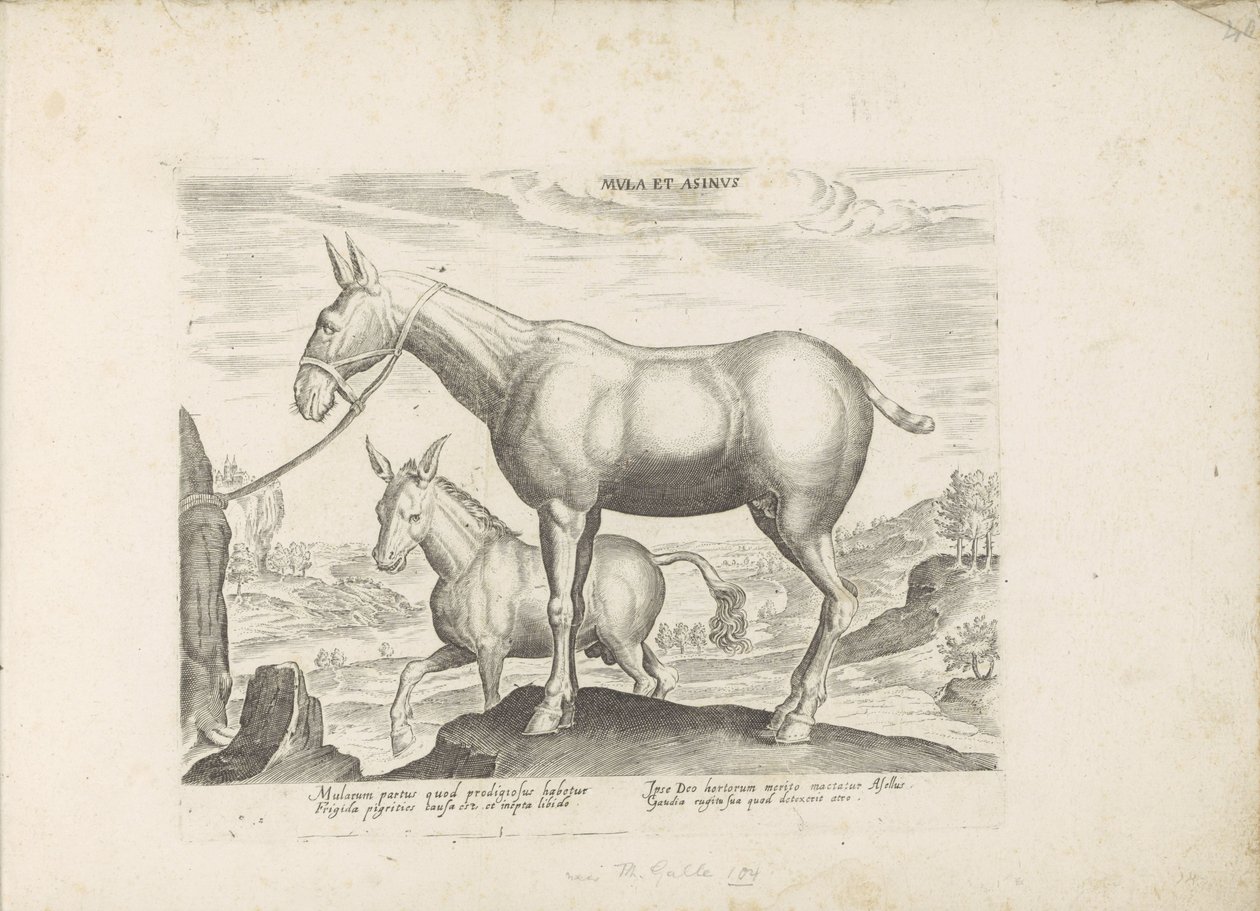 Mulezel a ezel Mezek a osel (název na předmětu) Paardenrassen uit de Koninklijke stallen van Don Juan van Oostenrijk (název série) Kůň, ve kterém se vybírají všechny druhy šlechticů: chování koní rozlišených z různých částí světa (...) (název série od Anonymous