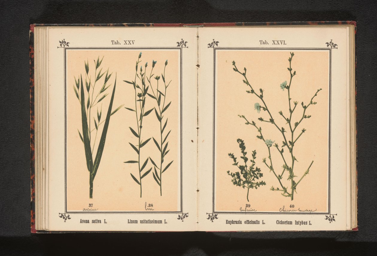 Světlá a divoká čekanka Euphrasia officinalis L. Cichorium Intybus L. (název na objektu) od Anonymous