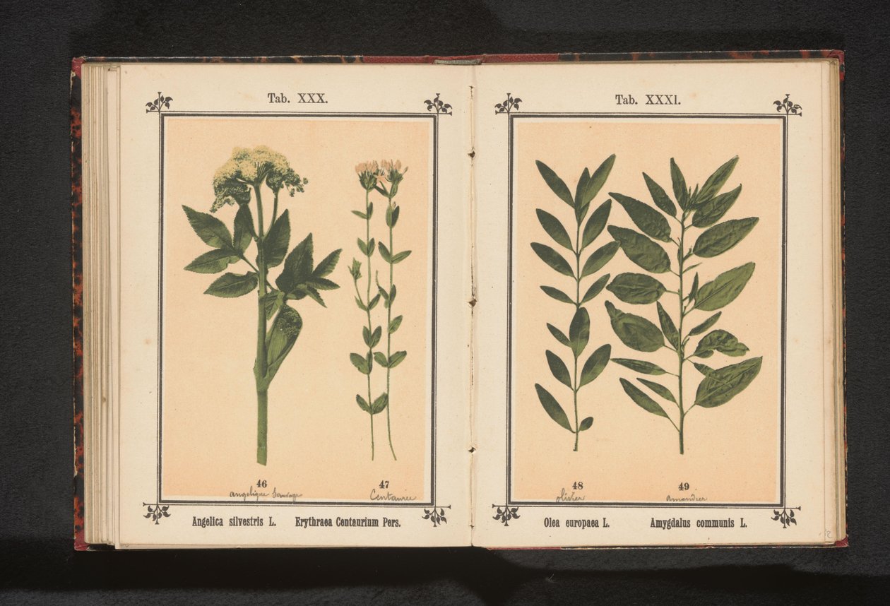Olivová ratolest a mandlová ratolest Olea europaea L. Amygdalus communis L. (název na předmětu) od Anonymous