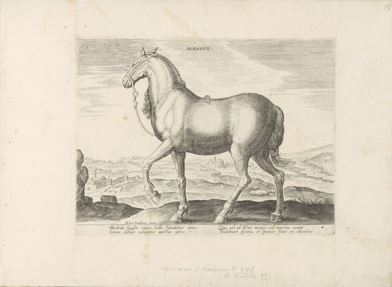 Pár u Albánie Albanus (název na objektu) Paardenrassen uit de Koninklijke stallen van Don Juan van Oostenrijk (název série) Kůň, ve kterém se vybírají všechny druhy šlechticů: chování koní rozlišených z různých částí světa (...) (název série na obj. od Anonymous
