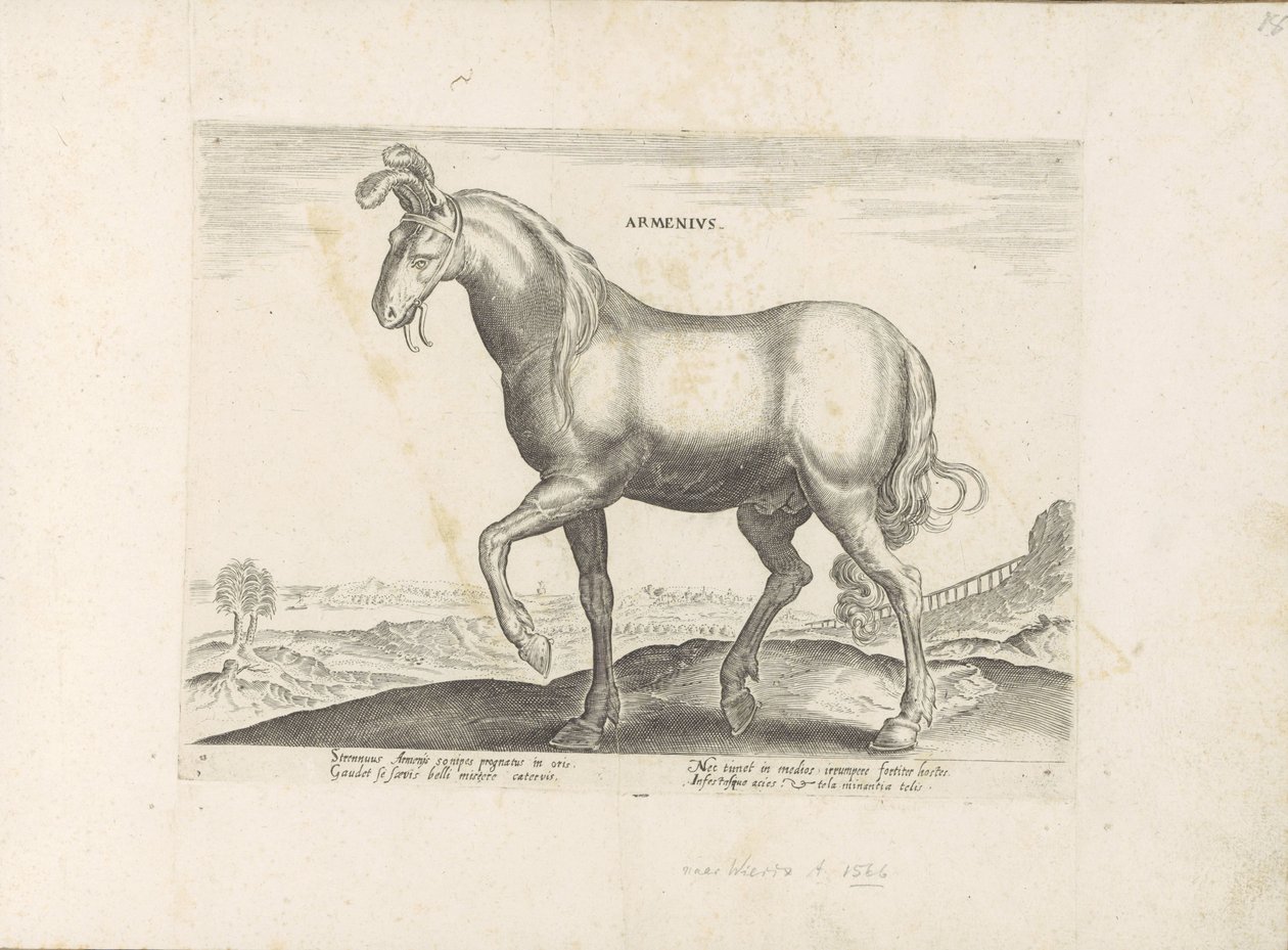Pár u Arménie Armenius (titul na objektu) Paardenrassen uit de Koninklijke stallen van Don Juan van Oostenrijk (název série) Kůň, ve kterém se vybírají všechny druhy šlechticů: chování koní rozlišených z různých částí světa (...) (název série na ob od Anonymous