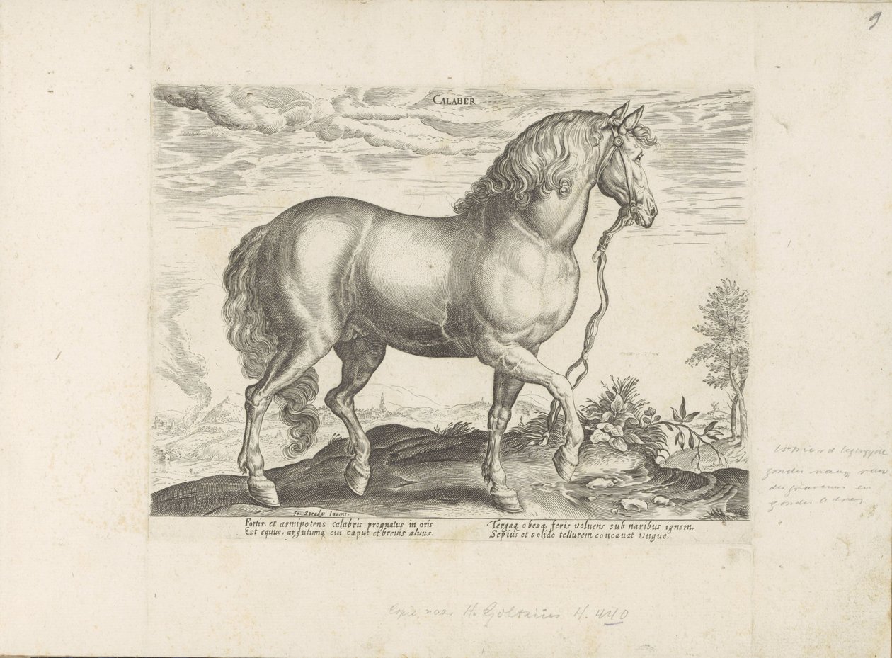 Paard uit Calabria Calabar (název na objektu) Paardenrassen uit de Koninklijke stallen van Don Juan van Oostenrijk (název série) Kůň, ve kterém se vybírají všechny druhy šlechticů: chování koní rozlišených z různých částí světa (...) (název série na ob od Anonymous