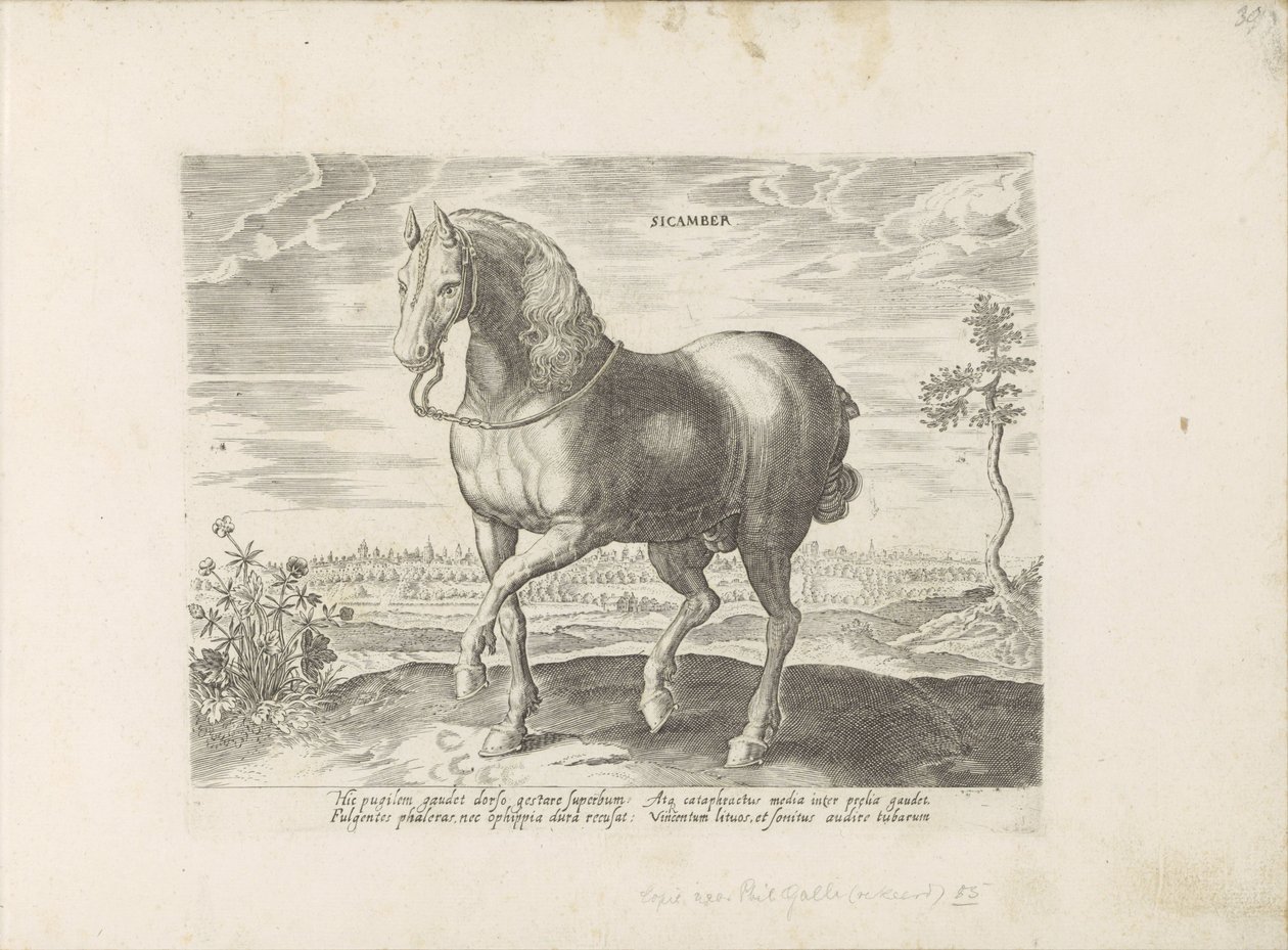 Pár uit Gelre Sicamber (název na objektu) Paardenrassen uit de Koninklijke stallen van Don Juan van Oostenrijk (název série) Kůň, ve kterém se vybírají všechny druhy šlechticů: chování koní rozlišených z různých částí světa (...) (název série na obje od Anonymous