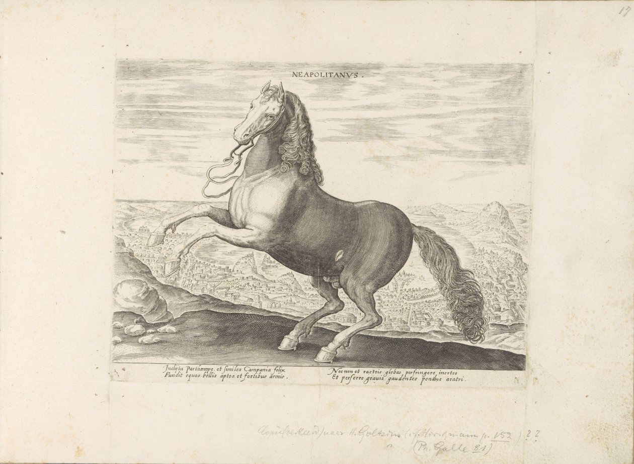 Paard uit Napels neapolština (název na objektu) Paardenrassen uit de Koninklijke stallen van Don Juan van Oostenrijk (název série) Kůň, ve kterém se vybírají všechny druhy šlechticů: chování koní rozlišených z různých částí světa (...) (název série na od Anonymous