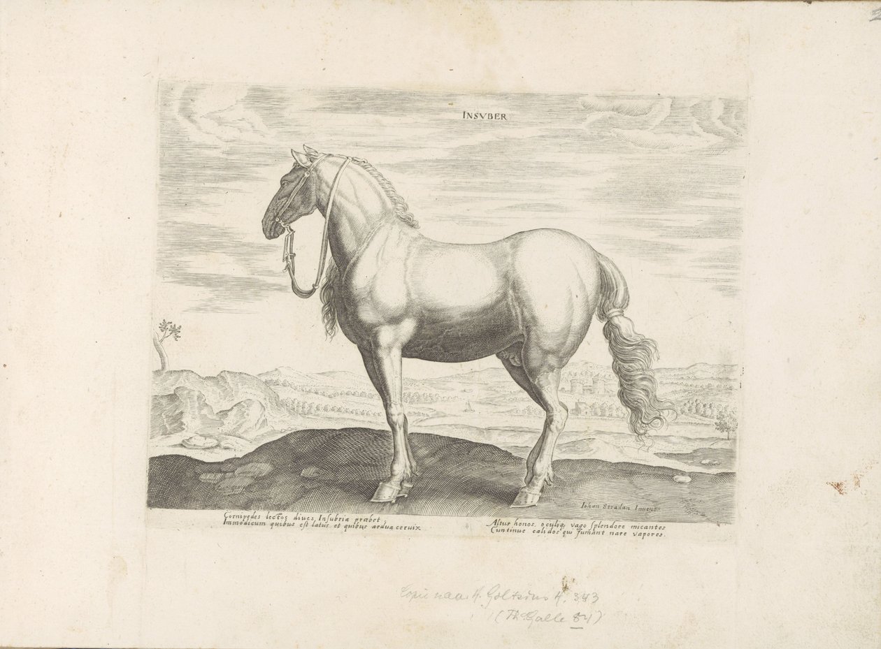 Pár v severní Itálii Insuber (název na objektu) Paardenrassen uit de Koninklijke stallen van Don Juan van Oostenrijk (název série) Kůň, ve kterém se vybírají všechny druhy šlechticů: chování koní rozlišených z různých částí světa (...) (název série o od Anonymous