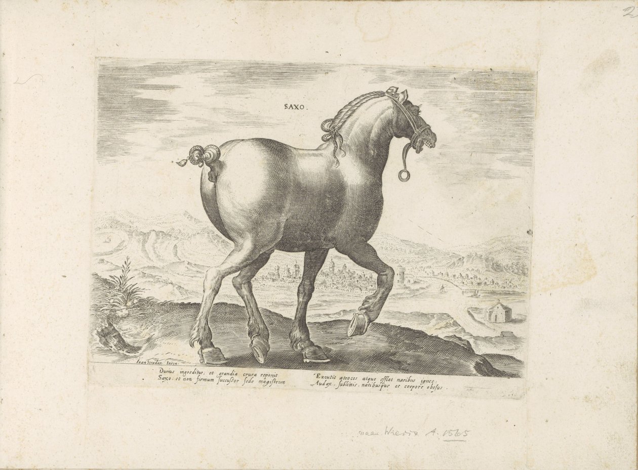 Pár uit Saksen Saxo (titul na objektu) Paardenrassen uit de Koninklijke stallen van Don Juan van Oostenrijk (název série) Kůň, ve kterém se vybírají všechny druhy šlechticů: chování koní rozlišených z různých částí světa (...) (název série na předmětu) od Anonymous