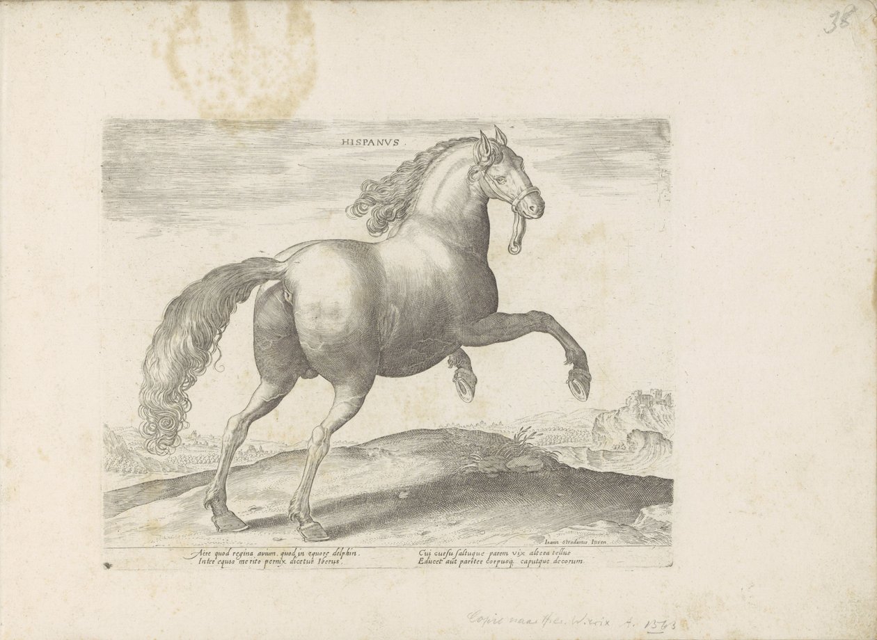 Pár uit Spanje Španělština (název na objektu) Paardenrassen uit de Koninklijke stallen van Don Juan van Oostenrijk (název série) Kůň, ve kterém se vybírají všechny druhy šlechticů: chování koní rozlišených z různých částí světa (...) (název série na obj. od Anonymous