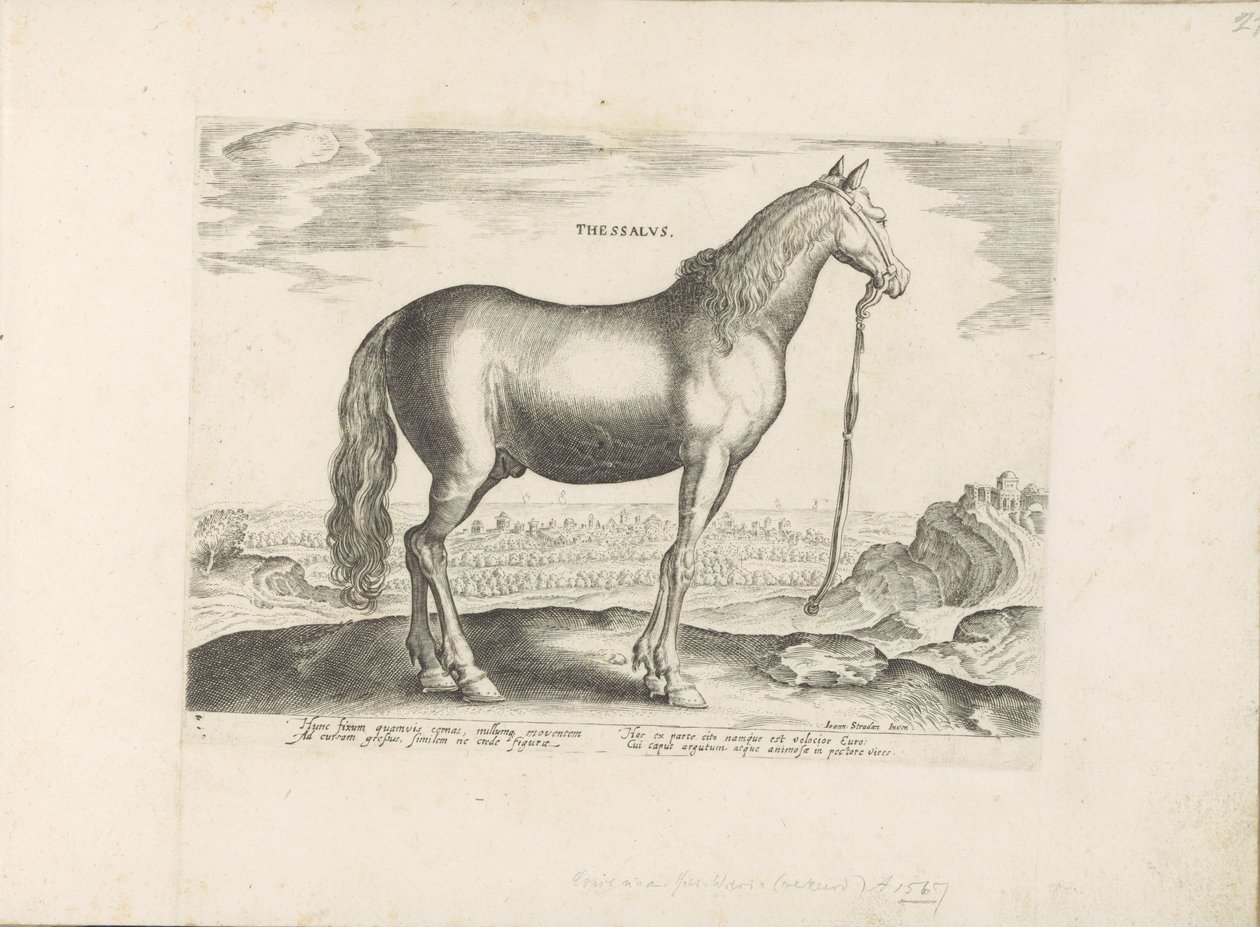 Pár v Thessalië Thessaly (název na předmětu) Paardenrassen uit de Koninklijke stallen van Don Juan van Oostenrijk (název série) Kůň, ve kterém se vybírají všechny druhy šlechticů: chování koní rozlišených z různých částí světa (...) (název série na od Anonymous