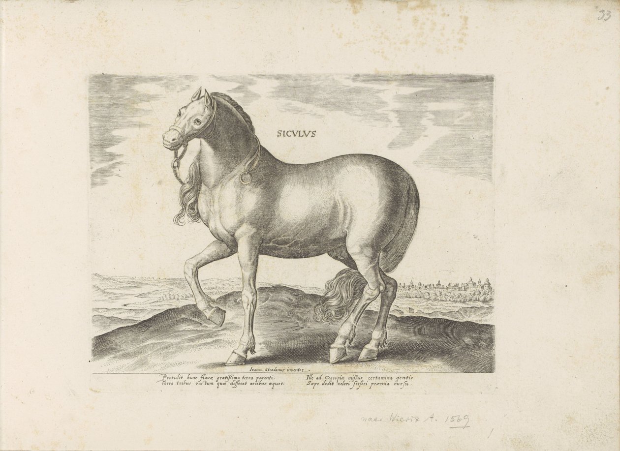 Paard van Sicilie Siculus (název na objektu) Paardenrassen uit de Koninklijke stallen van Don Juan van Oostenrijk (název série) Kůň, ve kterém se vybírají všechny druhy šlechticů: chování koní rozlišených z různých částí světa (...) (název série na obj. od Anonymous