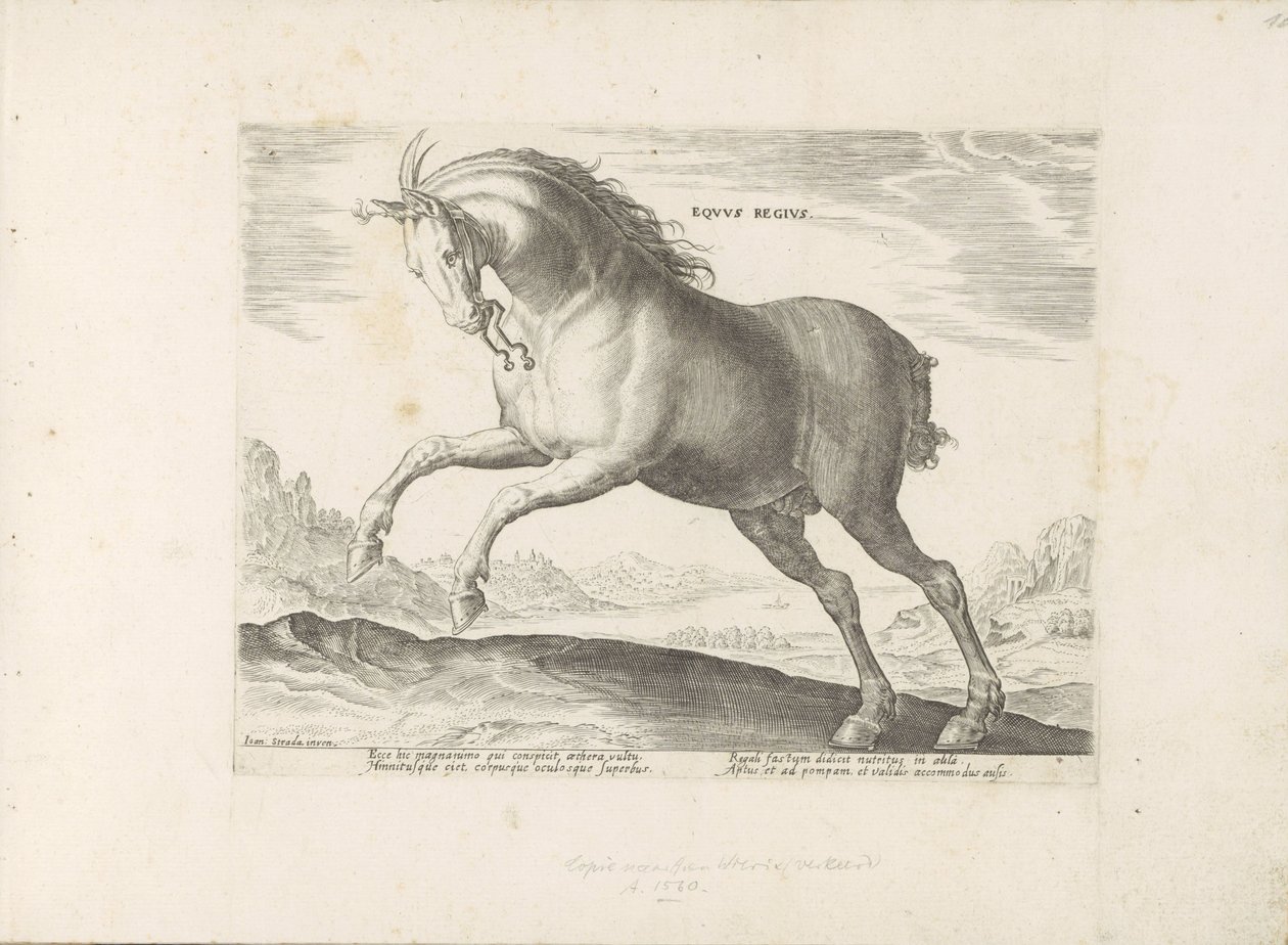 Paard van het ras Royal Horse (de Koninklijke) Královský kůň (titul na předmětu) Paardenrassen uit de Koninklijke stallen van Don Juan van Oostenrijk (název série) Kůň, ve kterém jsou všechny druhy šlechticů: vyznačují se chováním koní z různých částí svět od Anonymous