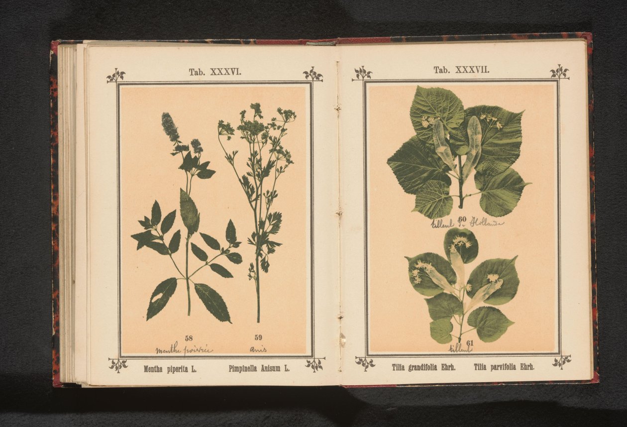 Máta peprná a anýz Mentha piperita L. Pimpinella Anisum L. (název na objektu) od Anonymous
