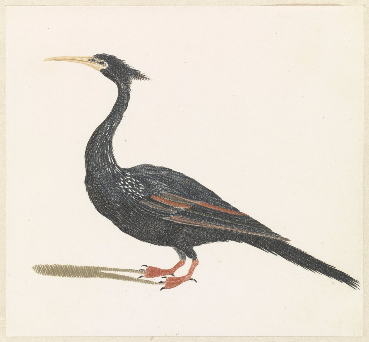 Slangenhalsvogel od Anonymous
