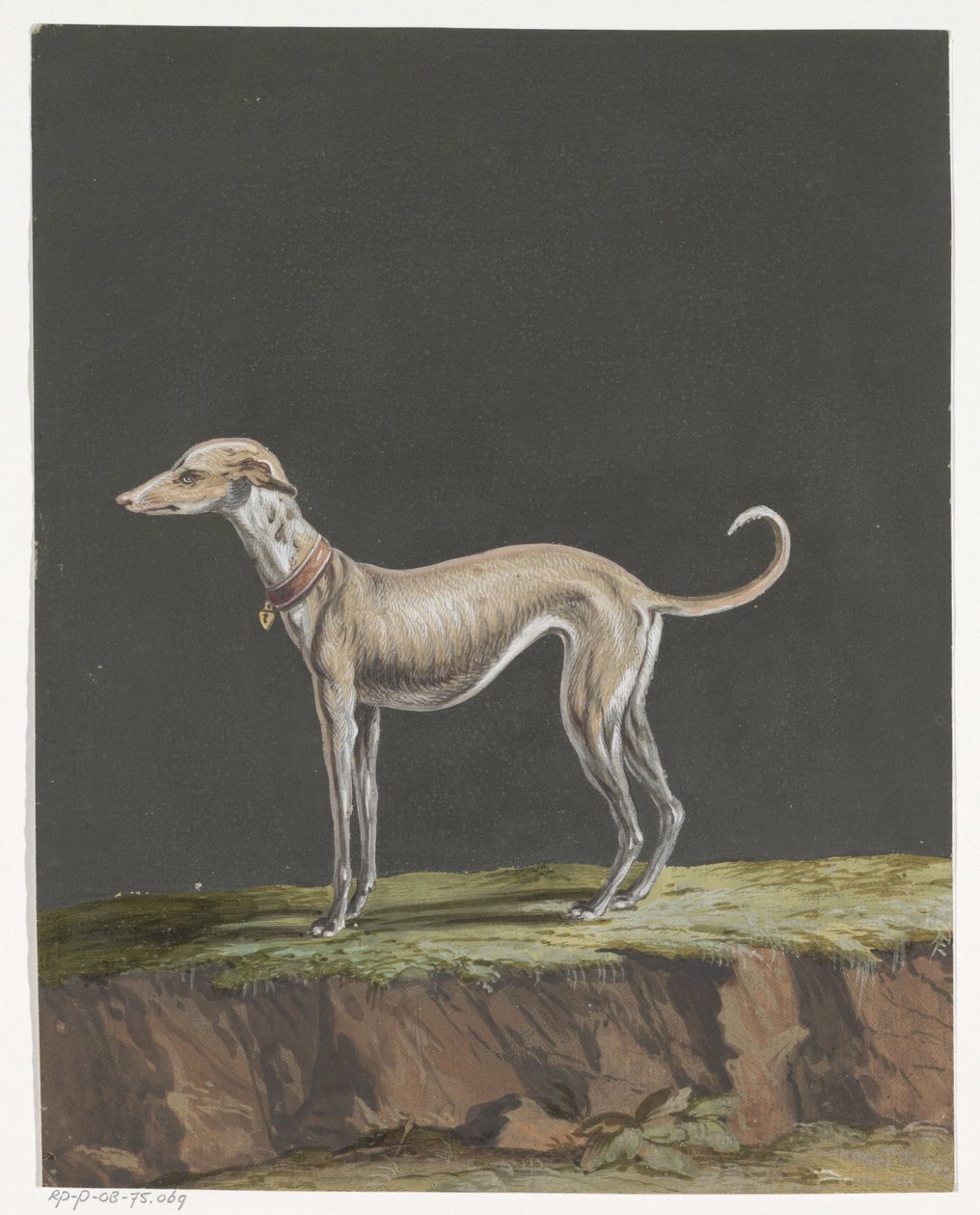 Stojící greyhound vlevo od Anonymous