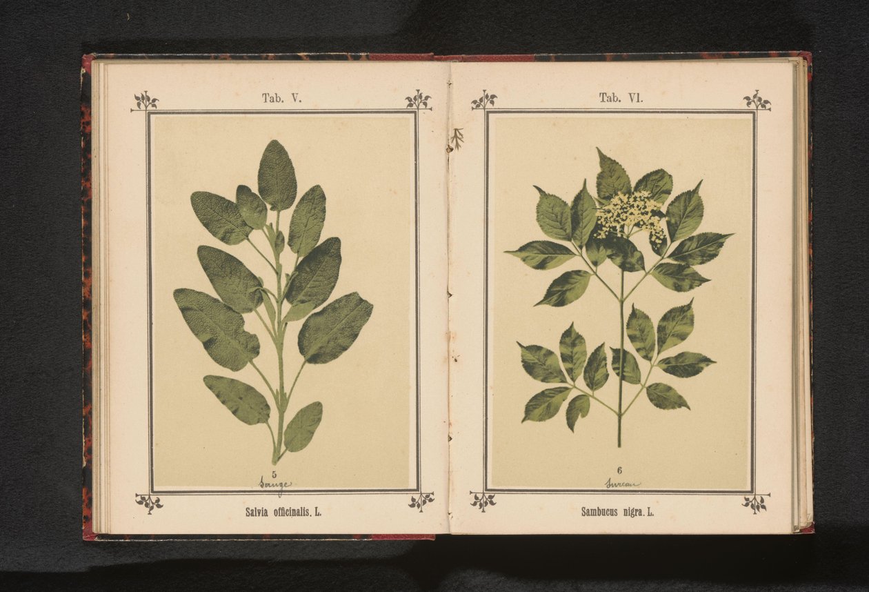 Větev skutečného mudrce Salvia officinalis. L. (název na objektu) od Anonymous