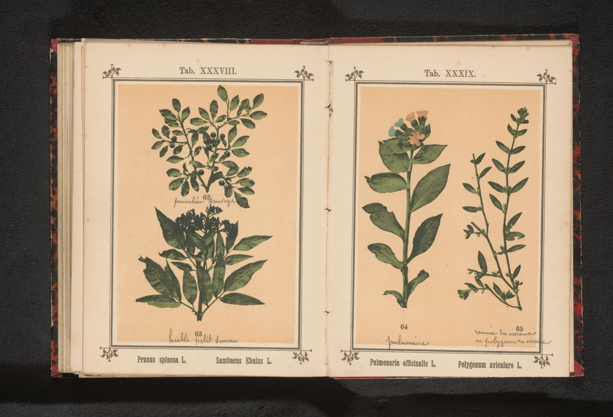 Větev trnky a byliny černého bezu Prunus spinosa L. Sumbucus Ebulus L. (název na objektu) od Anonymous