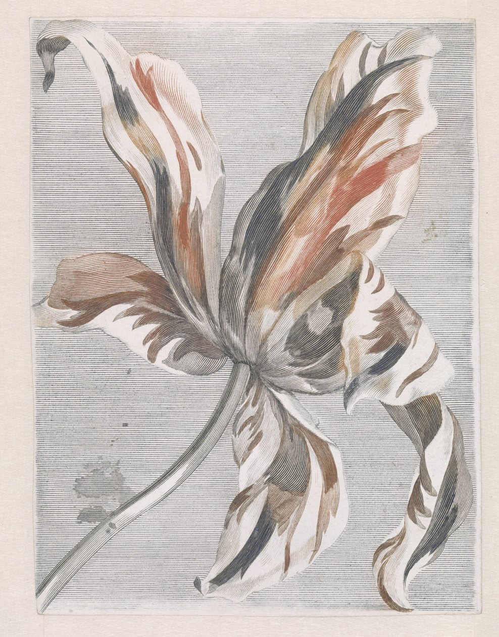 Tulipán od Anonymous