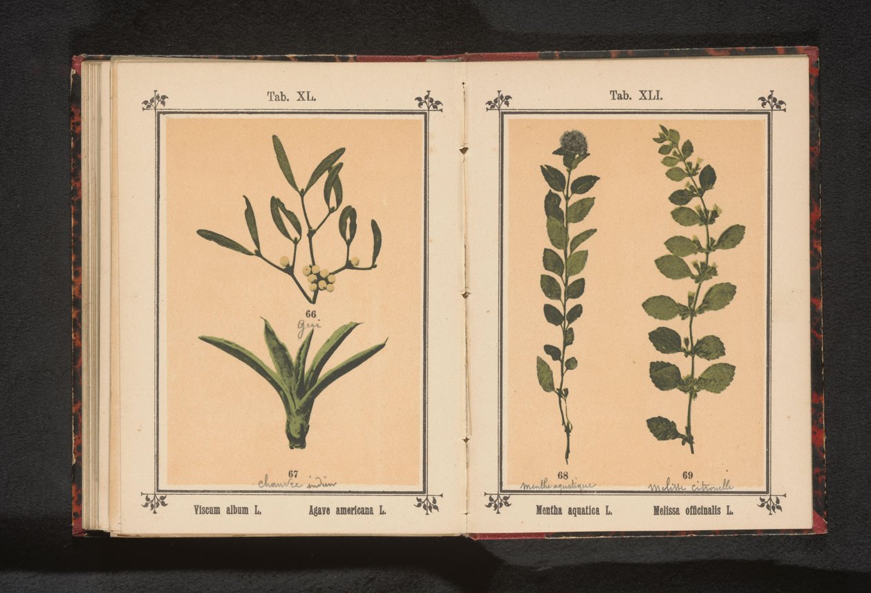 Vodní máta a meduňka Mentha aquatica L. Melissa officinalis L. (název na předmětu) od Anonymous