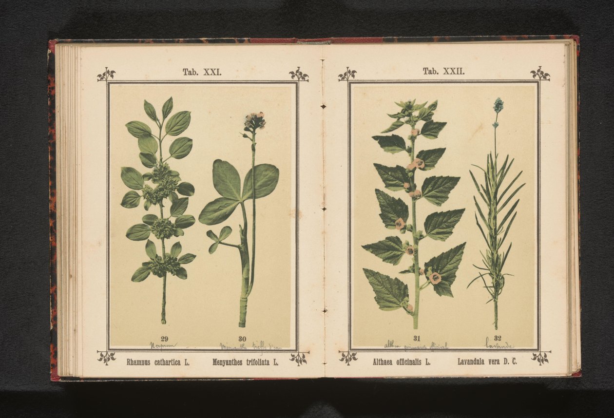 Wedgedoorn a waterdry listy Rhamnus cathartica L. Menyanthes trifoliata L. (název na objektu) od Anonymous