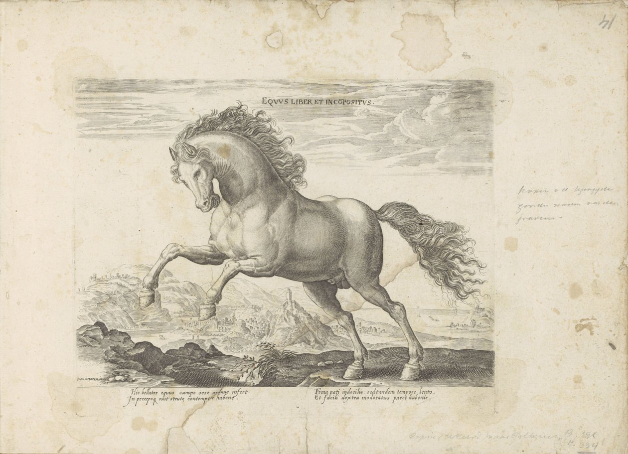 Divoký kůň Equus Liber et Incopositus (název na objektu) Kůň, ve kterém se vybírají všechny druhy šlechticů: chování koní rozlišených z různých částí světa (...) (název série na předmětu) od Anonymous