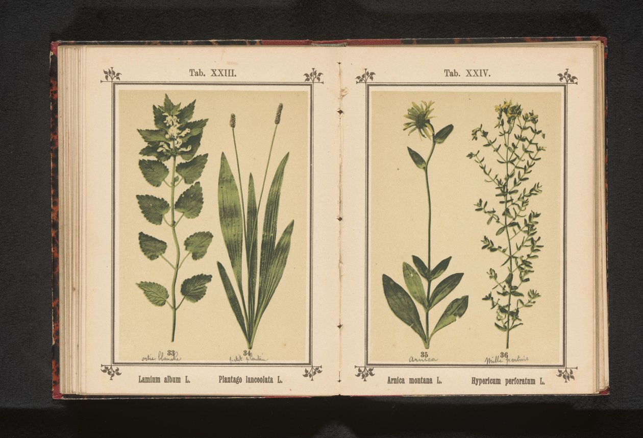 Bílá mrtvá kopřiva a úzký jitrocel Lamium album L. Plantago lanceolata L. (název na objektu) od Anonymous