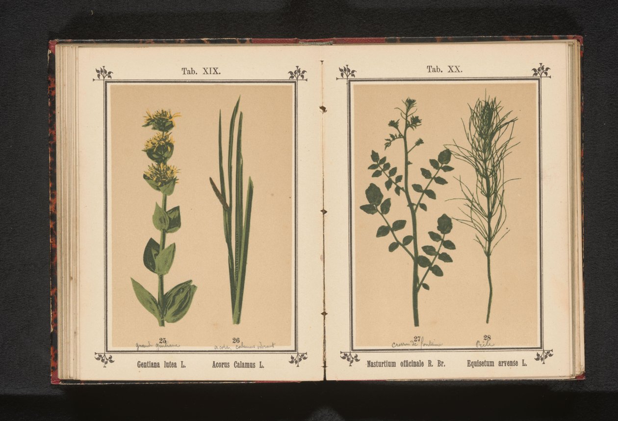 Bílá řeřicha a přeslička rolní Nasturtium officinale R. Br. Equisetum arvense L. (název na objektu) od Anonymous