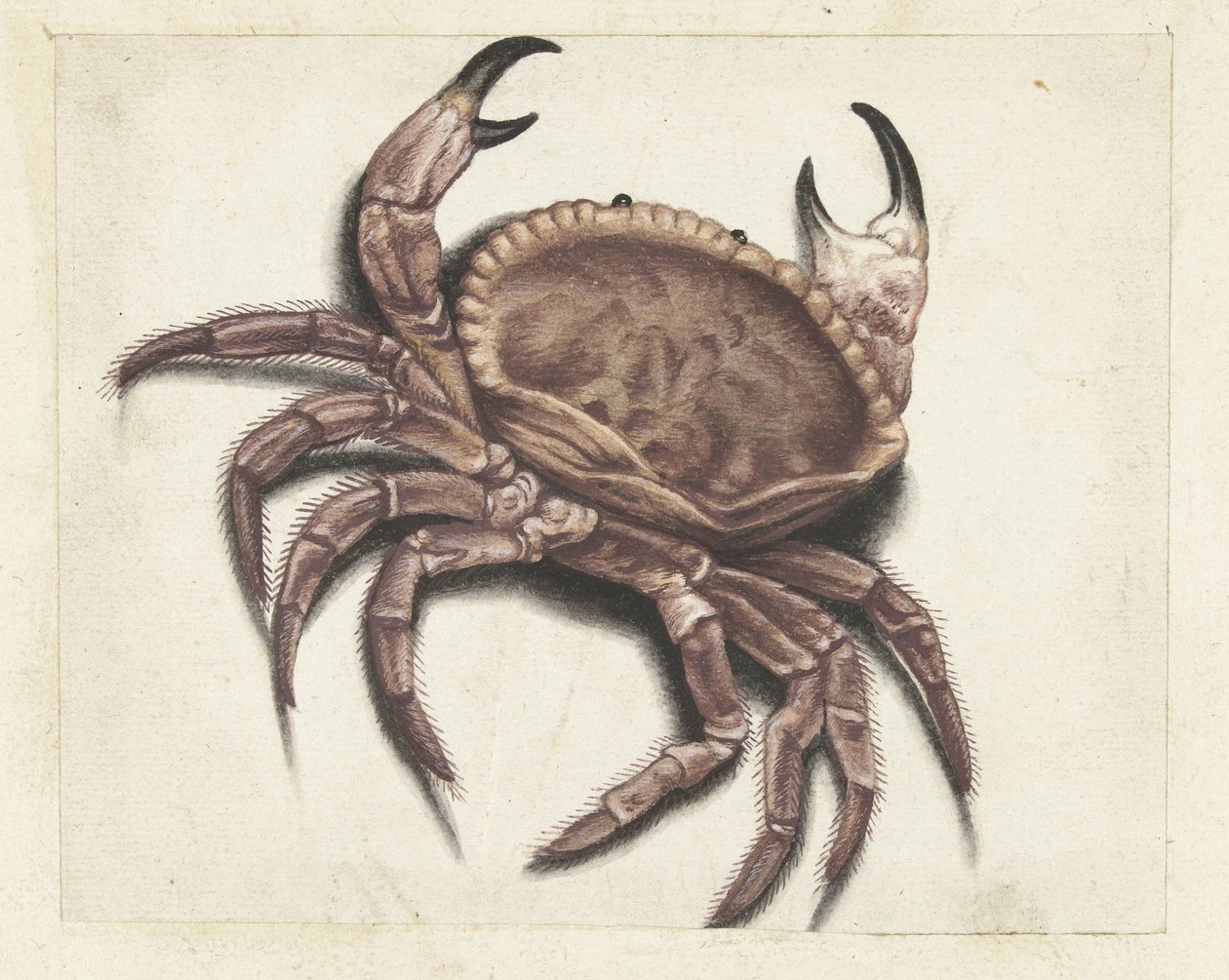 mořský krab Lombardské album (název série) od Anonymous
