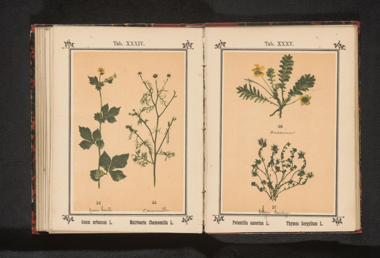 Stříbrný čistý a malý tymián Potentilla anserina L. Thymus Serpyllum L. (název na objektu) od Anonymous