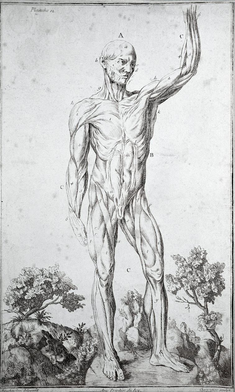 Anatomická studie lidského svalového systému (rytina od Anonymous Anonymous